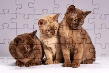 3 Cute Kittens jigsaw puzzle