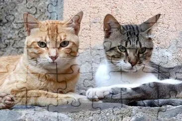 Two Housecats jigsaw puzzle