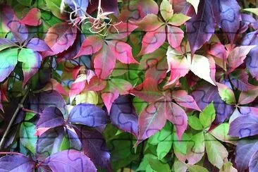 Virginia Creeper in Autumn jigsaw puzzle