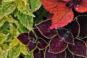 Feuilles de trois couleurs