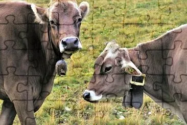 Deux vaches au pâturage