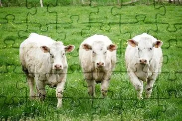 Cows in the Fields jigsaw puzzle