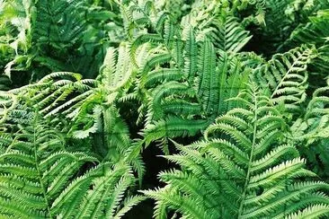 Fern Plant jigsaw puzzle