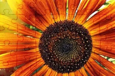 Closeup Sunflower jigsaw puzzle