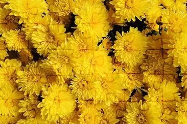 Fiore giallo