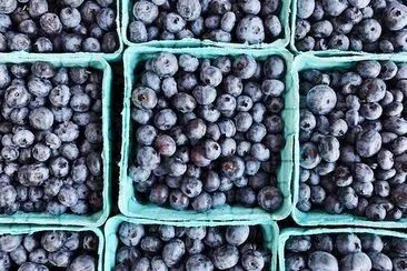 Blueberries jigsaw puzzle