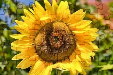 Daily Sun Flower jigsaw puzzle