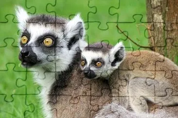 Lemur Baby and Mother jigsaw puzzle