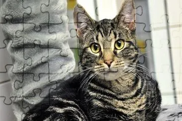 Tuesday Cat jigsaw puzzle