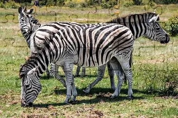 3 zebre