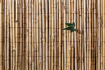 Bamboo Fence