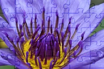 Purple Lotus jigsaw puzzle