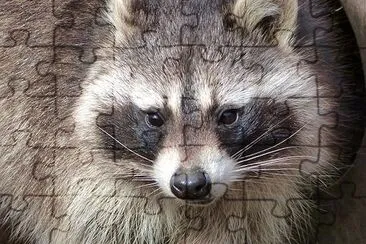 Sweet Raccoon jigsaw puzzle