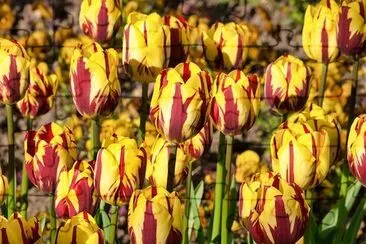 Tulipanes amarillos y rojos