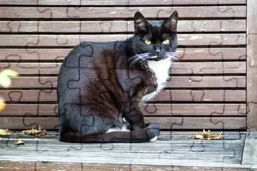 A Sitting Cat jigsaw puzzle