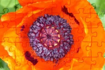 Poppy Flower jigsaw puzzle