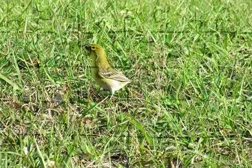 鳥を探す