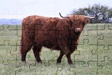 Highland Cow