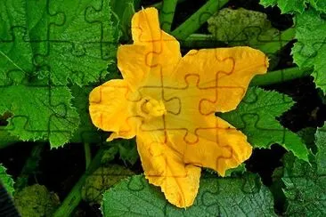 Cucumber Flower jigsaw puzzle