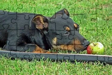 Dog Portrait jigsaw puzzle