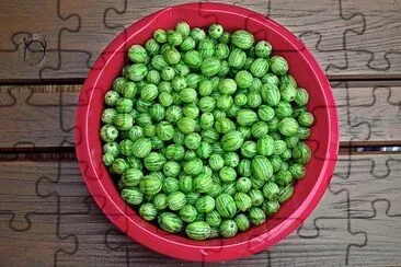 Gooseberry Fruit jigsaw puzzle