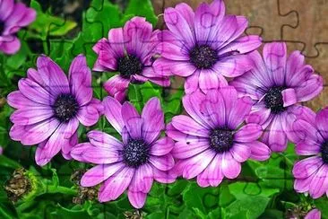  Violet Purple Flower jigsaw puzzle