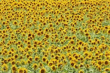 Sunflower Field jigsaw puzzle