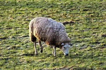 One Sheep jigsaw puzzle