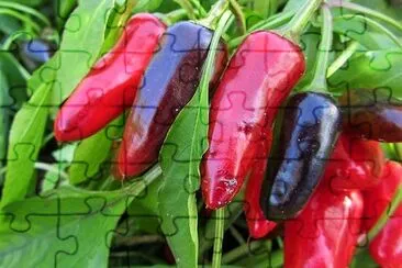 Hot Pepper jigsaw puzzle