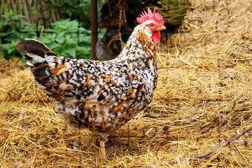 Farm Hen jigsaw puzzle