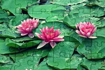 Water Lilies jigsaw puzzle