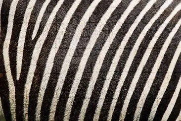 Zebra mönster