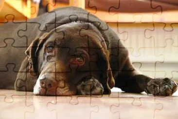 Labrador Retriever Jigsaw Puzzles Online JSPuzzles