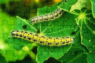 Larvae jigsaw puzzle