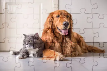 Gatto britannico e Golden Retriever