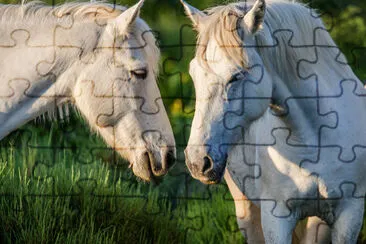 Deux chevaux blancs de Camargue