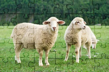 Sheeps in a Meadow jigsaw puzzle