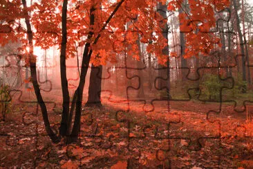 Nebliger Herbstwald mit rotem Laub auf den Bäumen