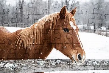 Cavalo marrom atrás de uma cerca de madeira na neve