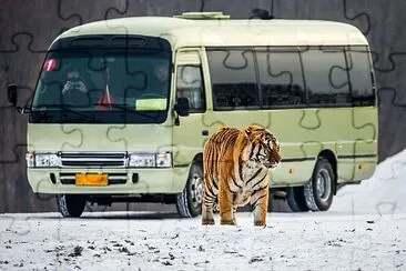 Sibirisk tiger och en buss med turister, Kina