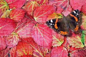 Borboleta almirante vermelha em brilhantes folhas de outono