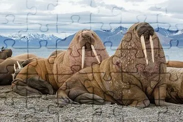 The Walrus is a marine Mammal jigsaw puzzle