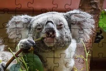 Koala regardant la caméra en mangeant