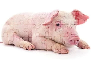 Small pink pig who is isolated on white background jigsaw puzzle