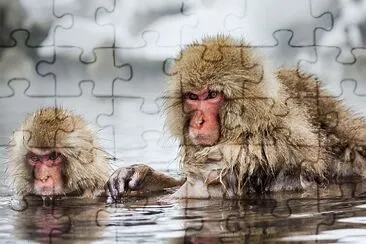 Group of Japanese macaques sitting in water jigsaw puzzle