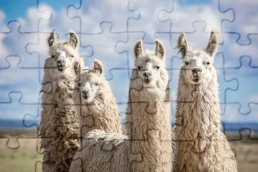 Alpacas of the Argentine north jigsaw puzzle