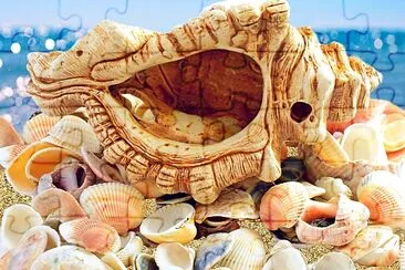 Conchas en la playa del océano y luz del sol del mar azul