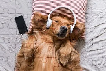 Golden Retriever wearing headphones listening to m jigsaw puzzle