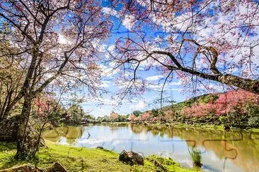 Cherry blossom flower, Chiang Mai, Thailand jigsaw puzzle