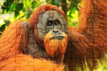 Sumatran orangutang i Gunung Leuser nationalpark